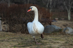 ウォーキング