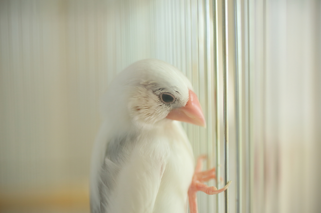 Java sparrow