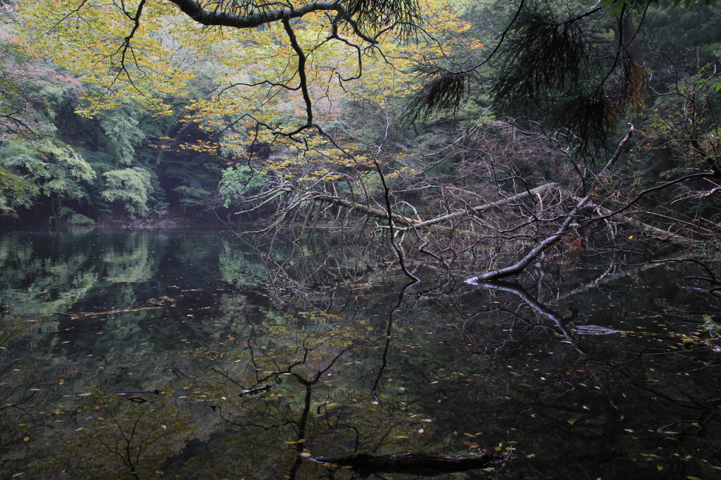 静寂の池
