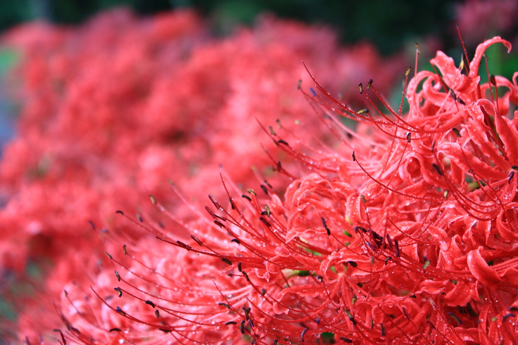 曼珠沙華