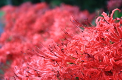 曼珠沙華