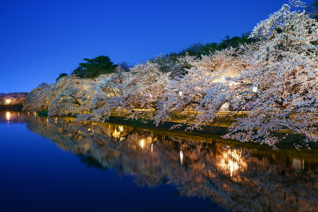 夜桜 2