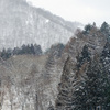 山林 冬