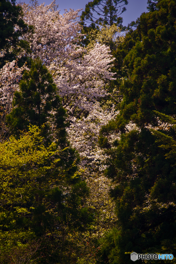 垣間見る山桜 1