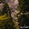 垣間見る山桜 1