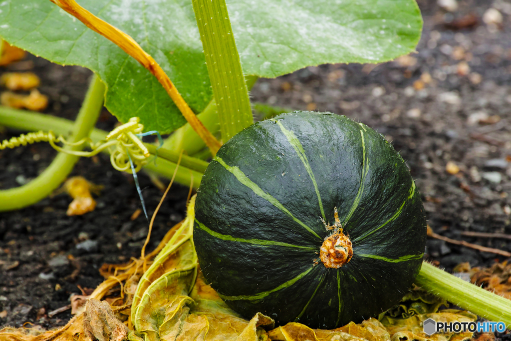 A little pumpkin