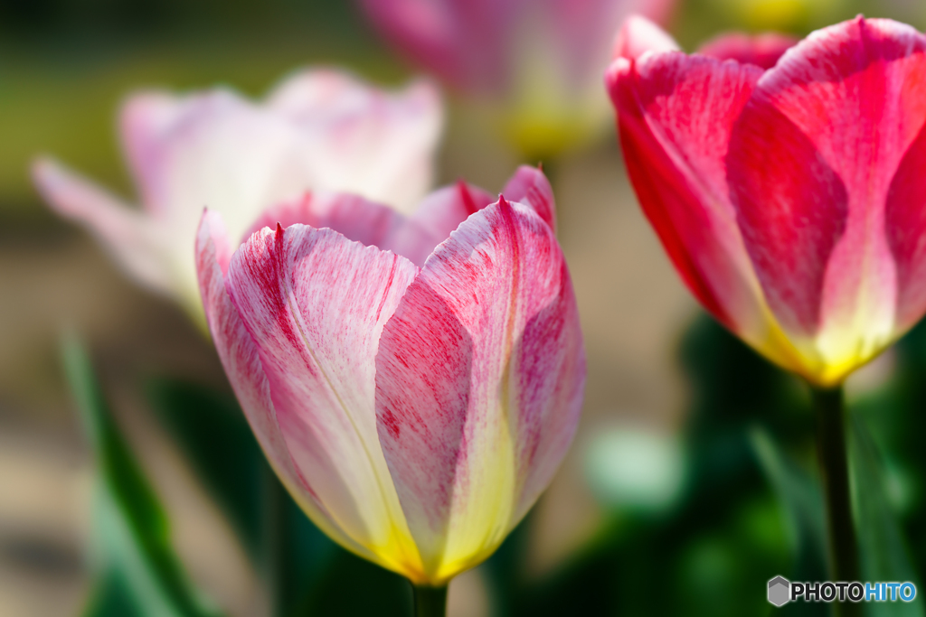 Tulip 2