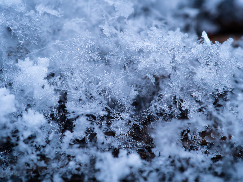 弥生 なごり雪 1