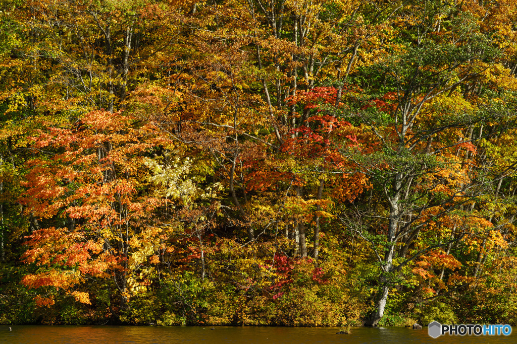 水辺の紅葉 2
