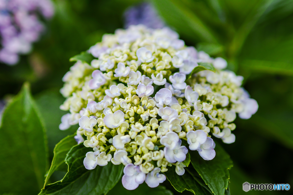紫陽花