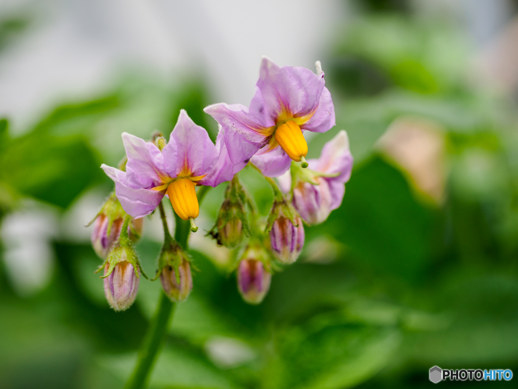The potato's flowers