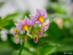 The potato's flowers