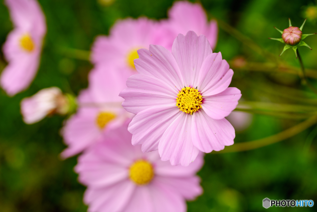 秋桜 1