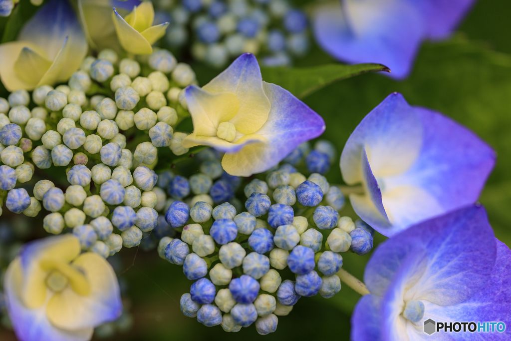 紫陽花