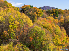 山林の紅葉