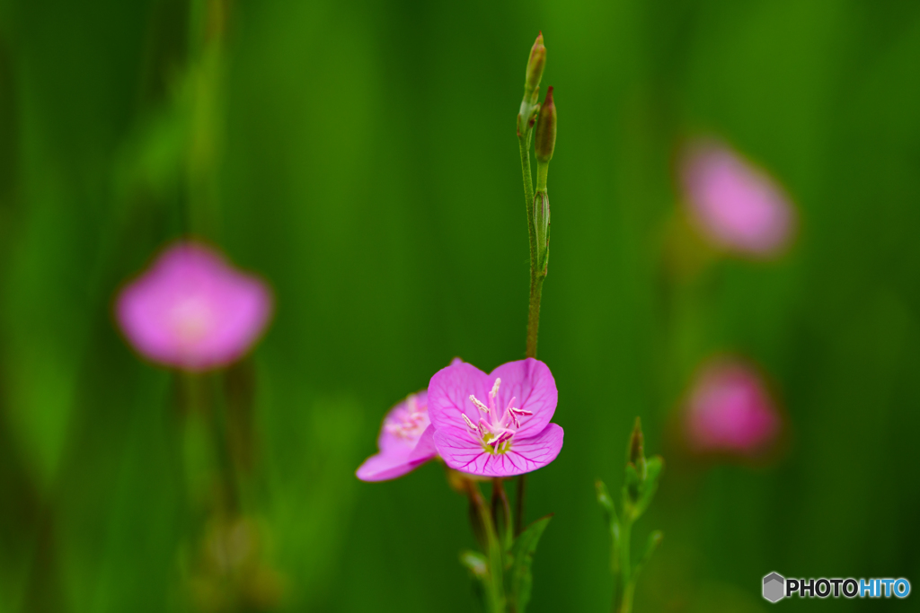 赤花夕化粧