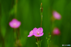 赤花夕化粧