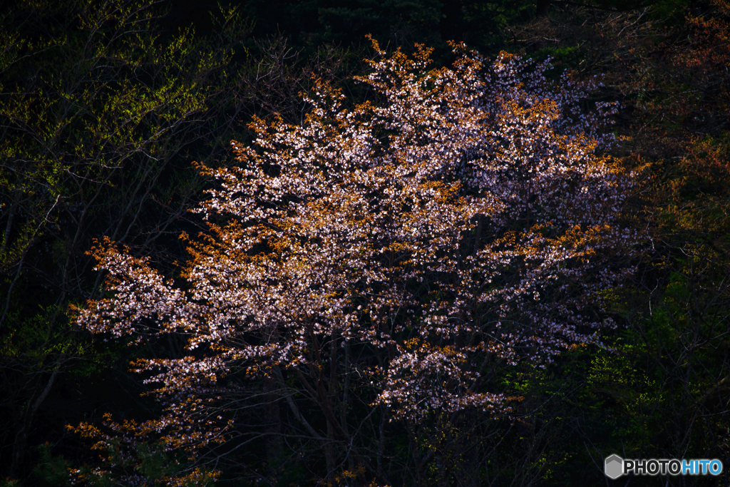 山桜