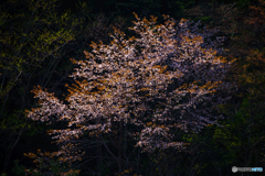 山桜