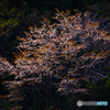 山桜