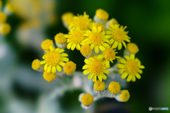 白妙菊