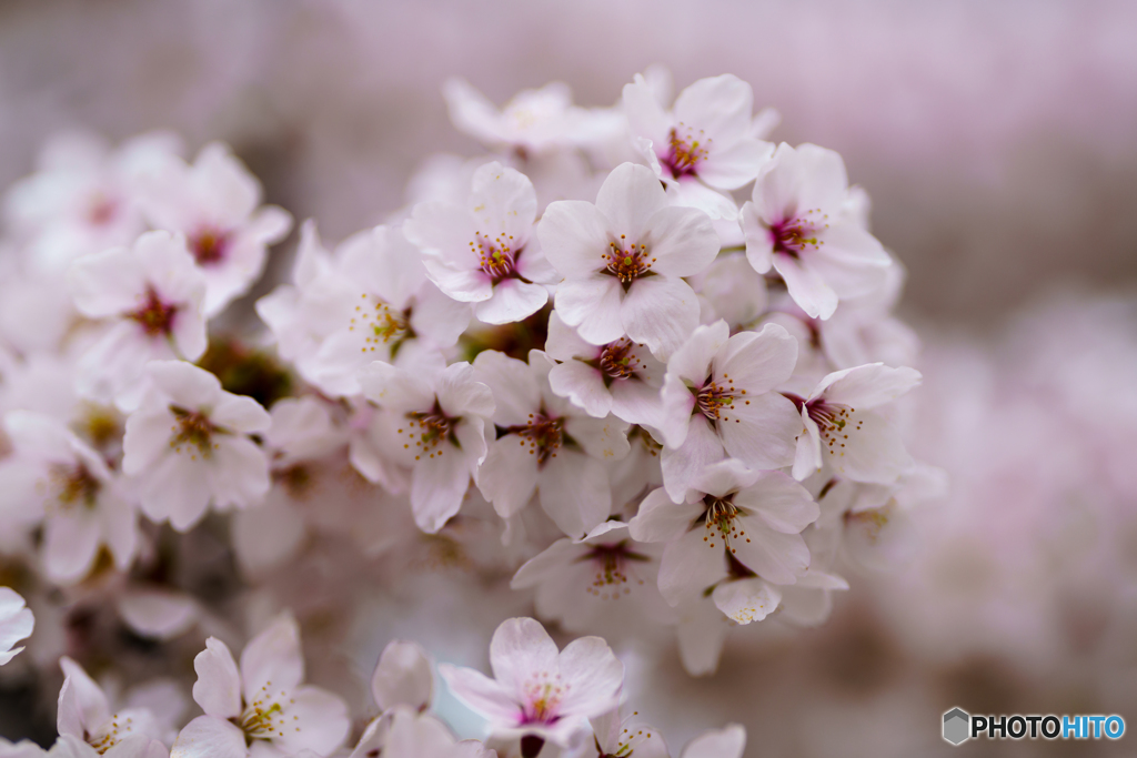 桜満開