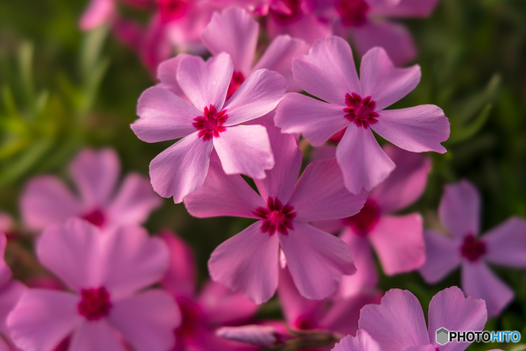 芝桜