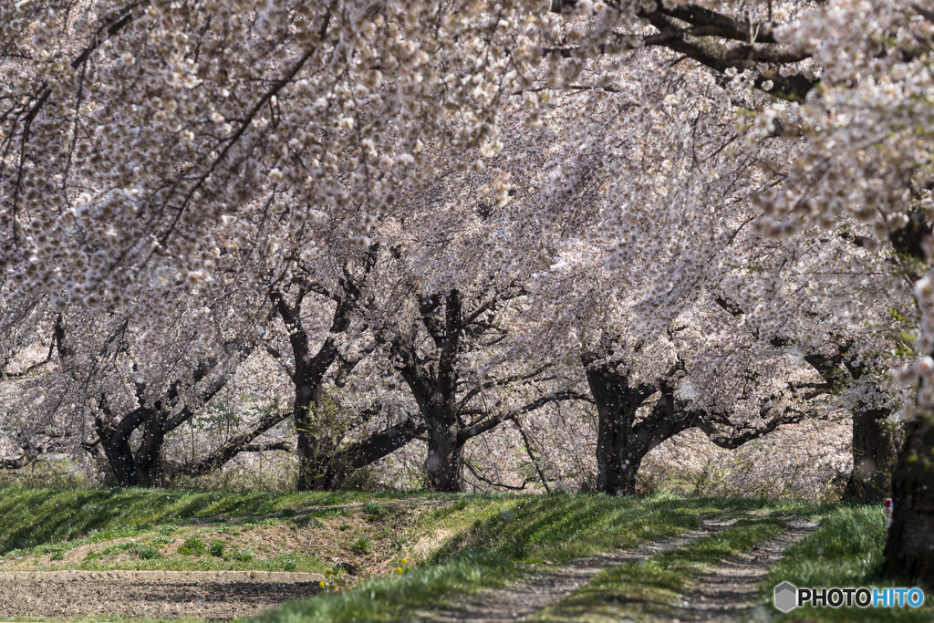 桜の径で