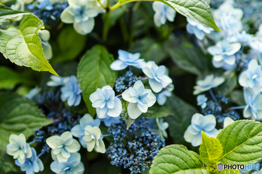 紫陽花