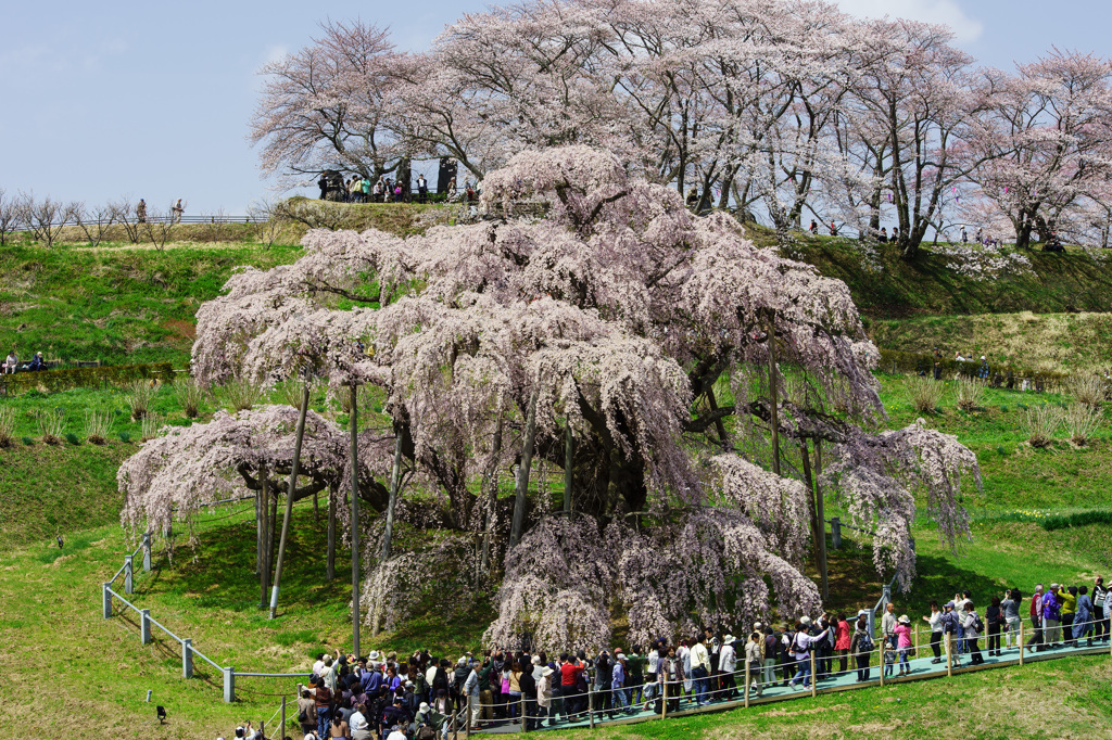 滝桜 2