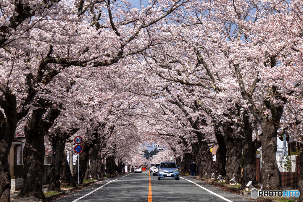 桜のトンネル