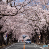 桜のトンネル
