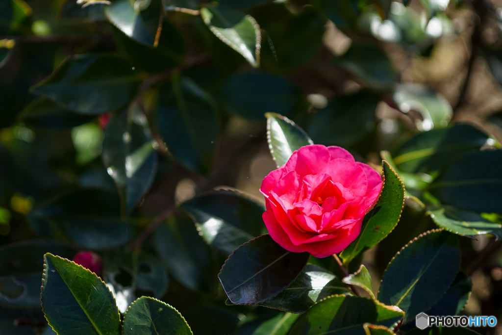 山茶花