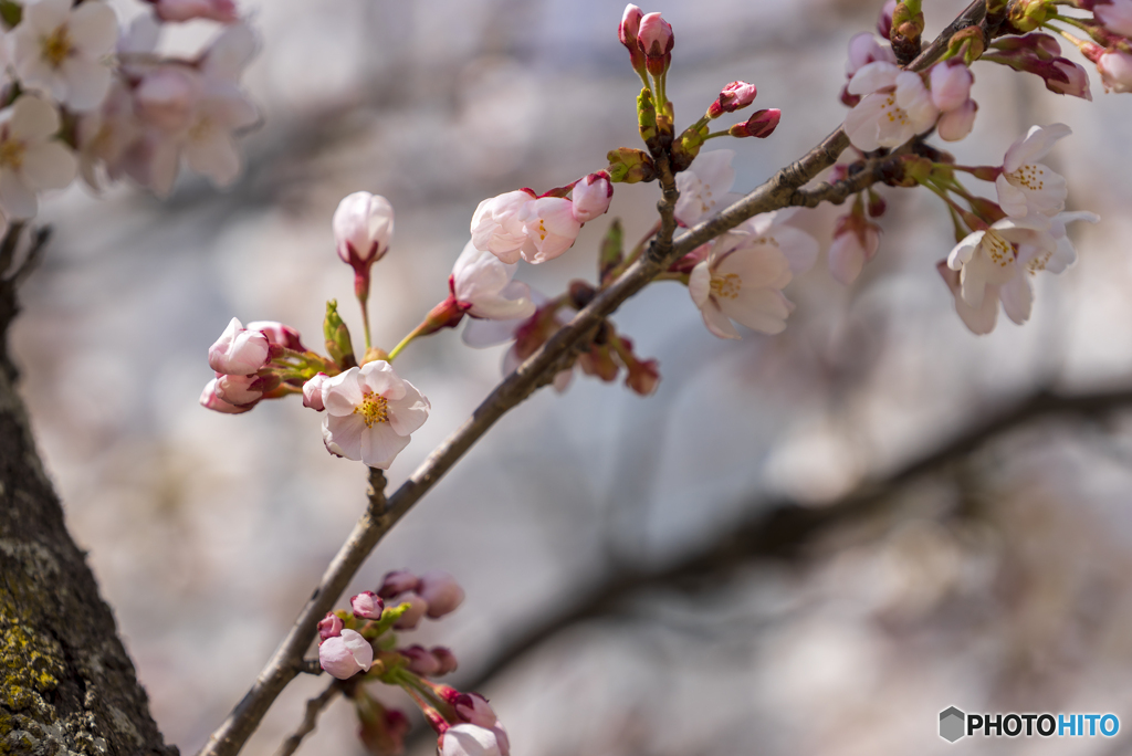 桜ほころぶ
