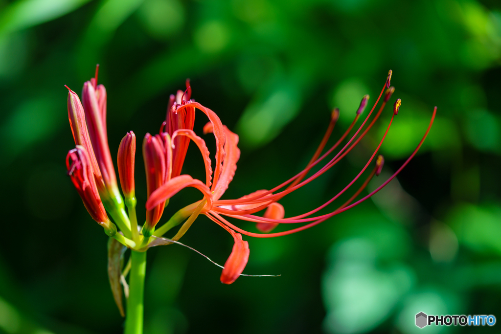 Lycoris