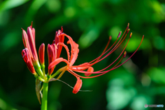 Lycoris