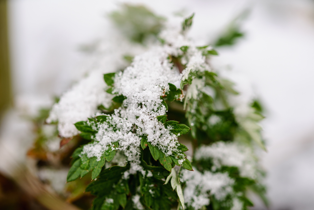 ふわっと雪が 1