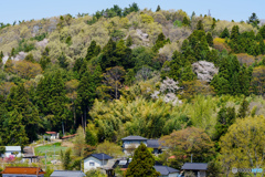 鎮守の森 芽吹きと山桜