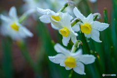 Spring rain