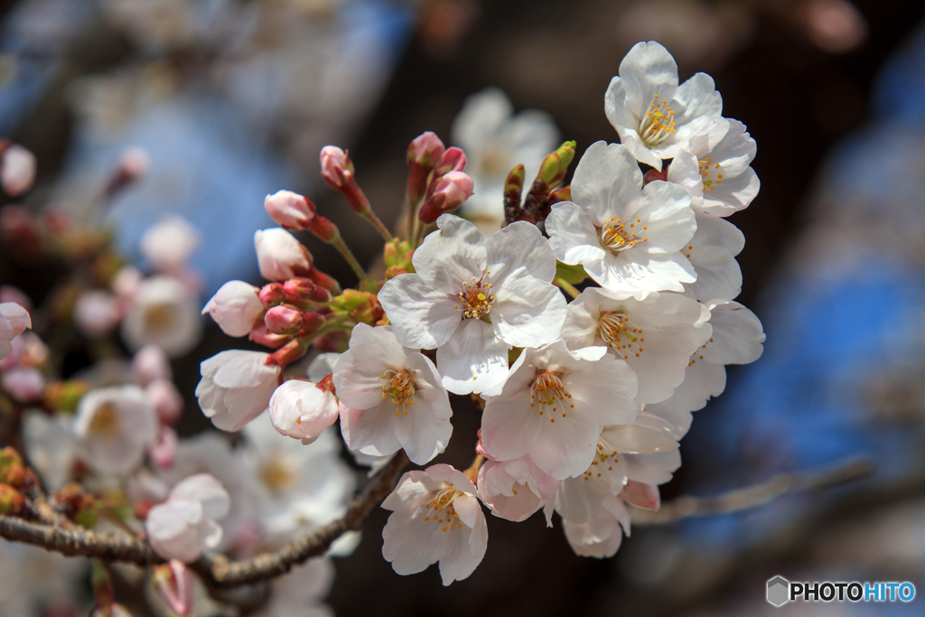 桜咲く