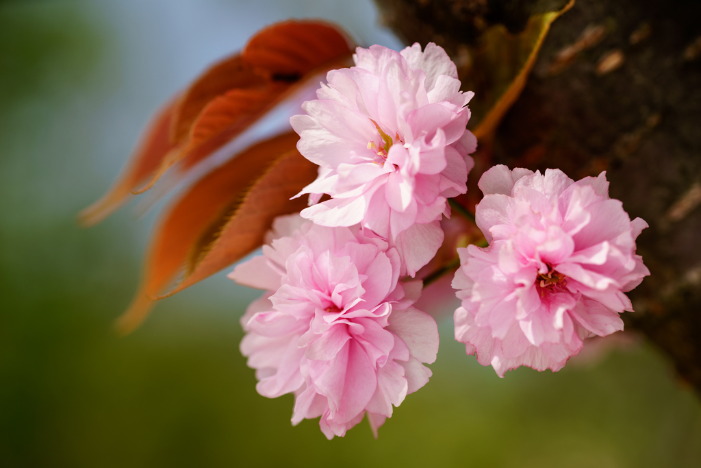 八重桜