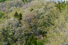 芽吹く里山