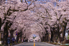 夜ノ森 桜のトンネル 1