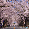 夜ノ森 桜のトンネル 1
