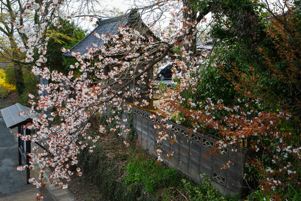 寺門の山桜