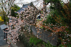 寺門の山桜