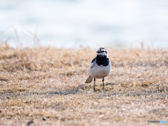公園の鳥 1