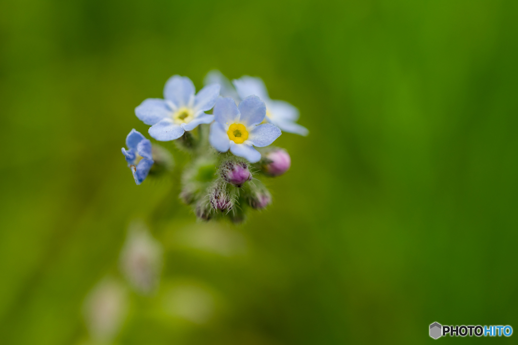 forget-me-not