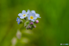 forget-me-not