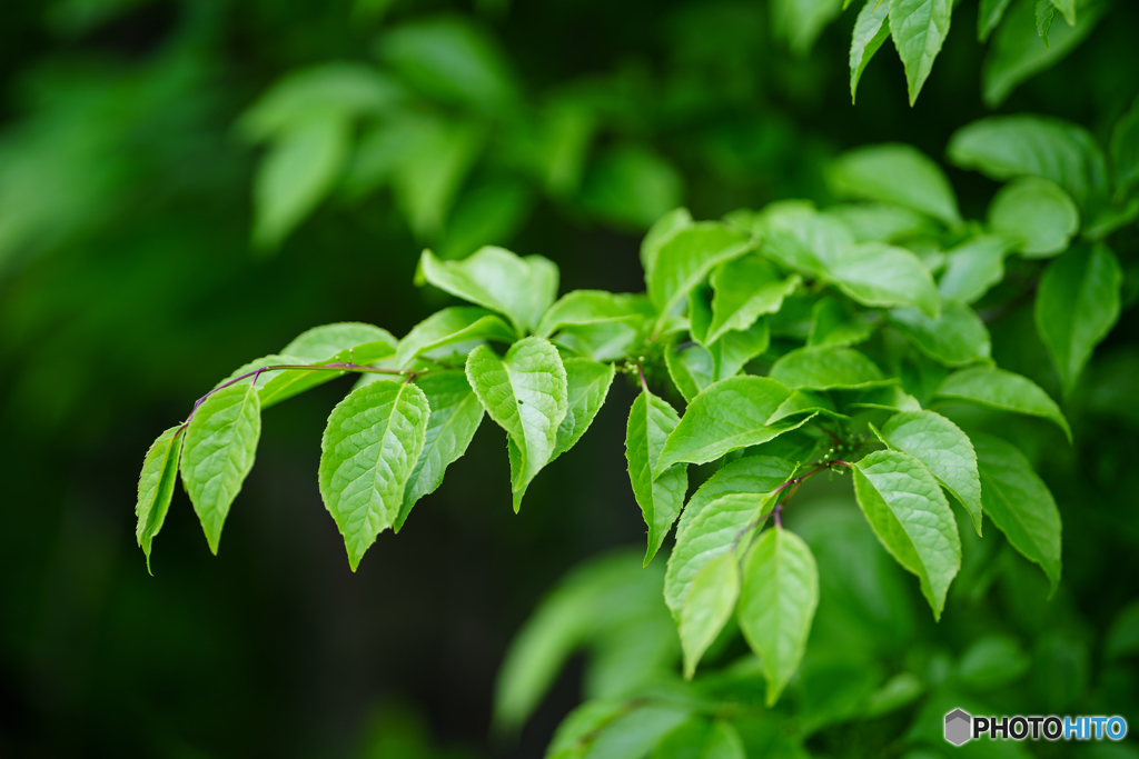 The leaves that are green